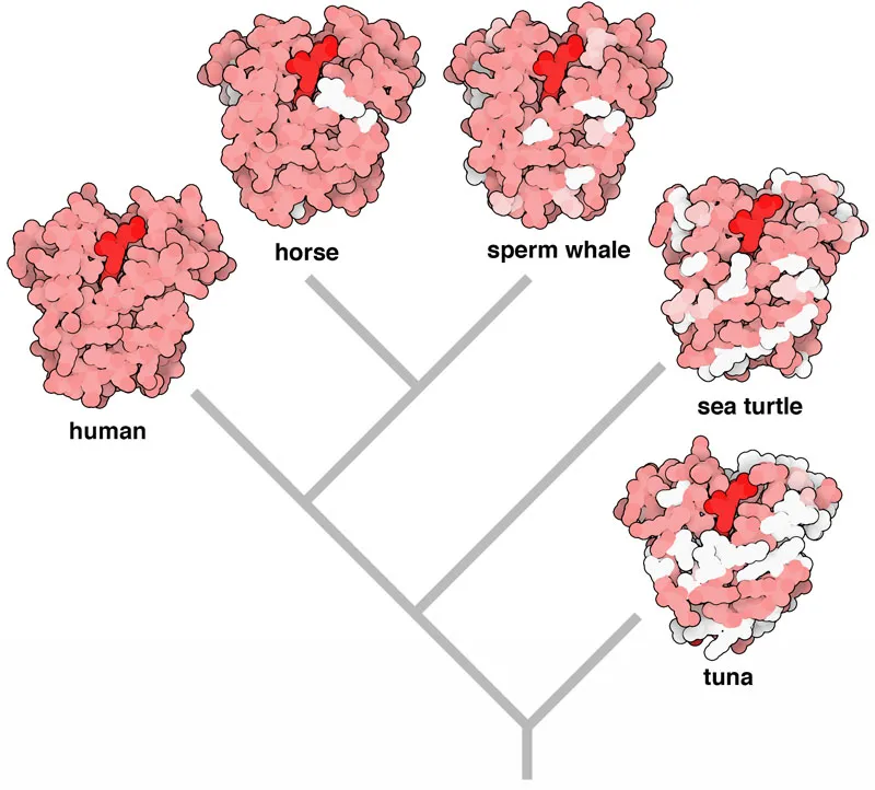 Myoglobin structure